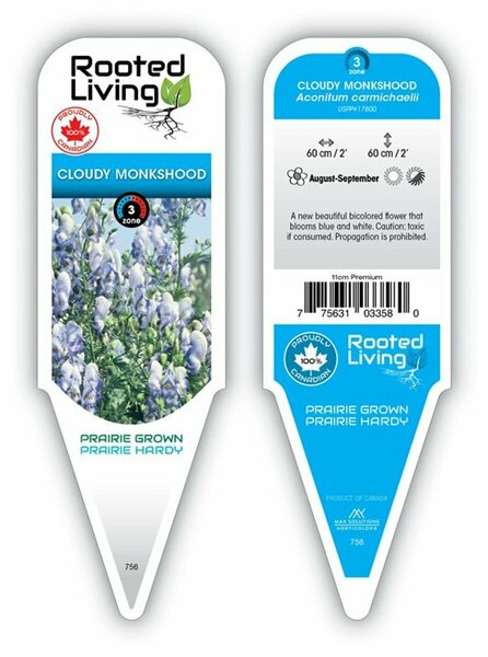 Aconitum carm. - 'Cloudy' Monkshood 11 cm Prem (4.5")
