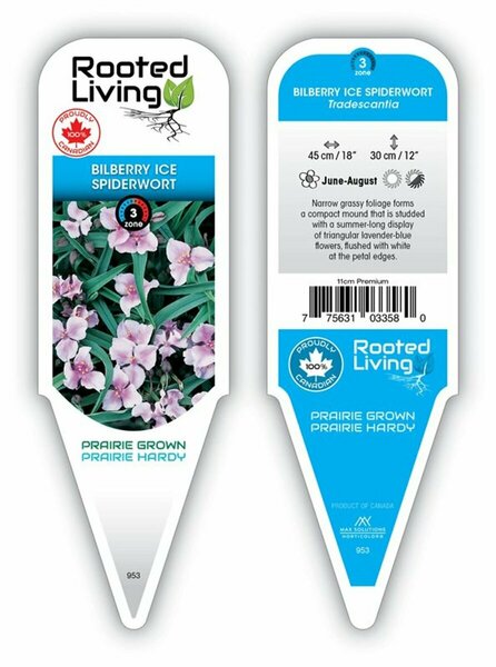 Tradescantia - 'Bilberry Ice' Spiderwort 11 cm Prem (4.5")