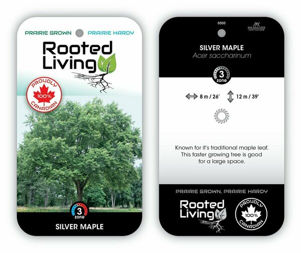 Acer saccharinum - Silver Maple 20 gal - image 2