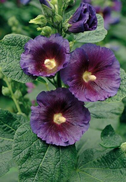 Alcea rosea - 'Purple Rain' Hollyhock 1 gal