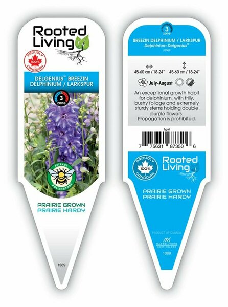 Delphinium - Delgenius® 'Breezin' 1 gal