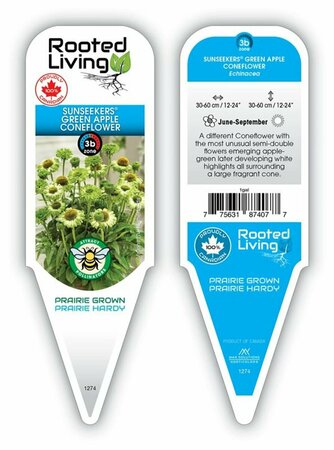 Echinacea - Sunseekers® Green Apple Coneflower 1 gal