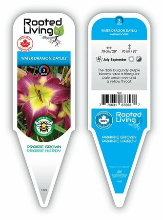 Hemerocallis - 'Water Dragon' Daylily [Ppl/ Yl] 1 gal