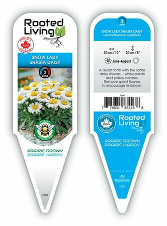 Leucanthemum - 'Snow Lady' Dwarf Shasta Daisy 1 gal - image 1