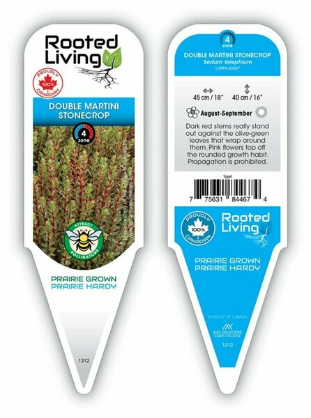 Sedum telphinium - 'Double Martini' Stonecrop 1 gal