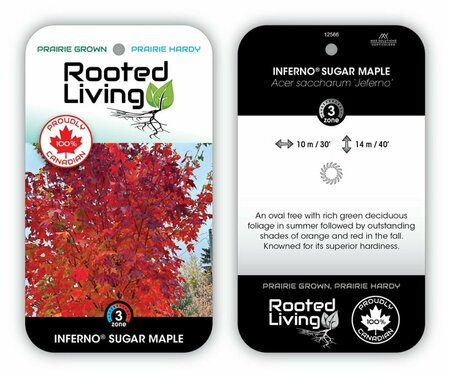 Acer saccharum Jeferno - 'Inferno' Sugar Maple 50mm BB 2.00"