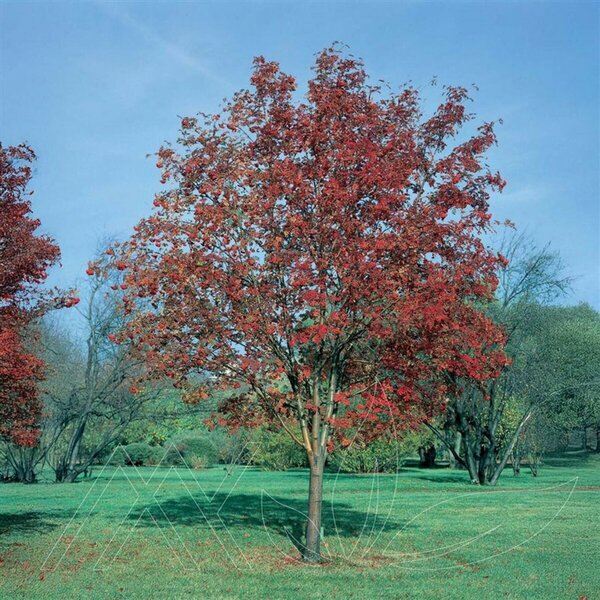 Sorbus aucuparia 'Rossica' - Russian Mountain Ash 50mm BB 2.00"
