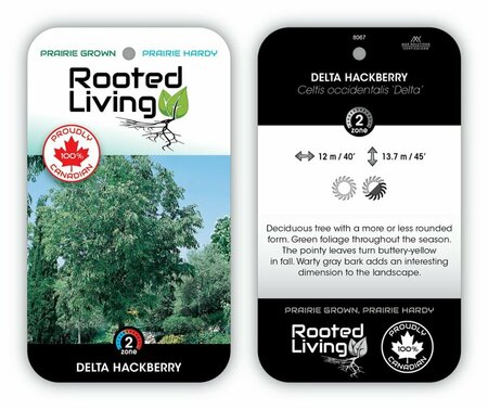 Celtis occidentalis - 'Delta' Hackberry 50mm BB 2.00" - image 1