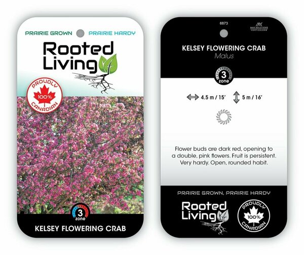 Malus - 'Kelsey' Flowering Crab 65mm BB 2.50"