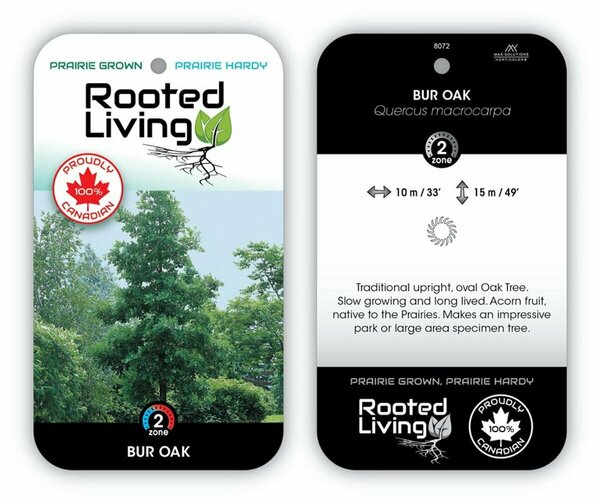 Quercus macrocarpa - Bur Oak 65mm BB 2.50"