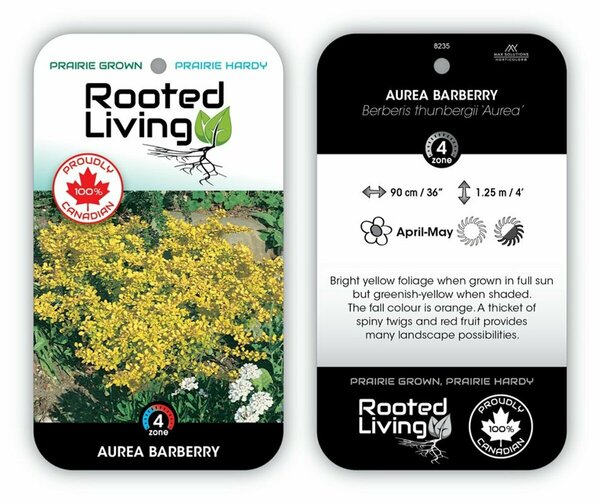 Berberis 'Aurea Nana' - Dwarf Golden Barberry 2 gal