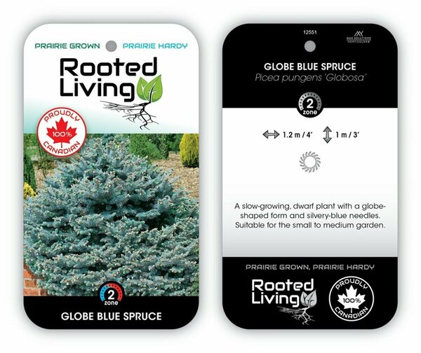 Picea pungens 'Globosa' - Globe Blue Spruce 2 gal