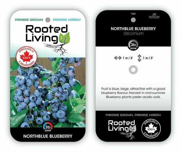 Vaccinium - 'Northblue' Blueberry 1 gal