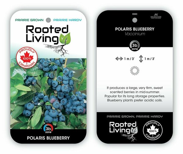 Vaccinium - 'Polaris' Blueberry 1 gal