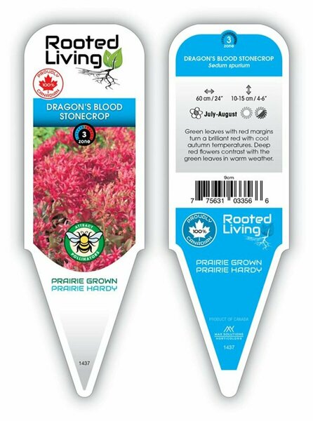 Sedum spurium 'Dragon's Blood' Stonecrop 9 cm (3.5")