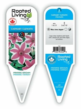 Clematis - 'Carnaby' [Pk/Wh] 1 gal