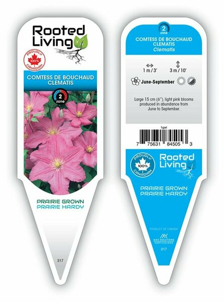 Clematis - 'Comtesse de Bouchaud' [Pk] 1 gal