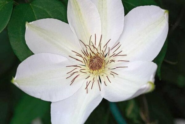 Clematis - 'Henryi' [Wht] 1 gal