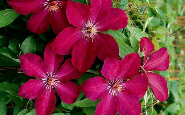 Clematis - 'Rouge Cardinal' [Rd] 1 gal - image 2