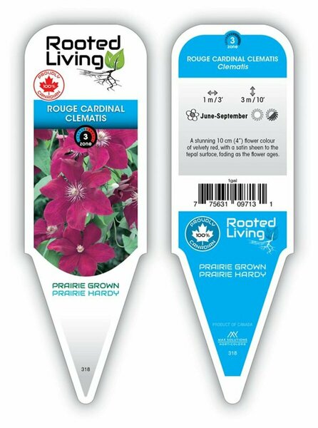 Clematis - 'Rouge Cardinal' [Rd] 1 gal