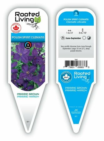 Clematis - 'Polish Spirit' [Pu] 1 gal