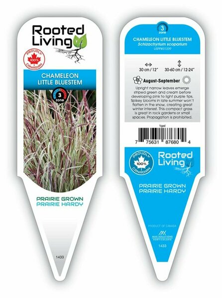 Schizachyrium scoparium - 'Chameleon' Little Bluestem 1 gal