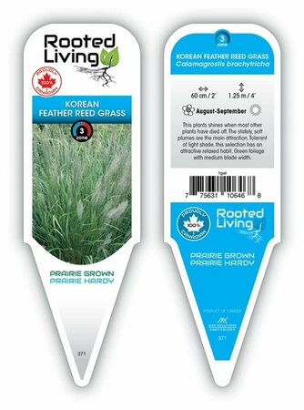 Calamagrostis brac. - Korean Fig Grass 1 gal outdoor