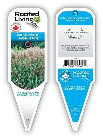 Miscanthus sin. - 'Huron Sunrise' Maiden Grass 1 gal outdoor
