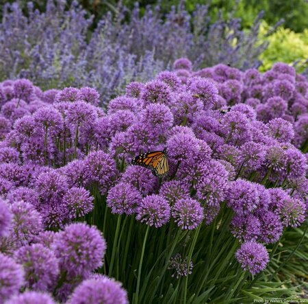 Allium - 'Serendipity' Ornamental Onion (PW) 1 gal