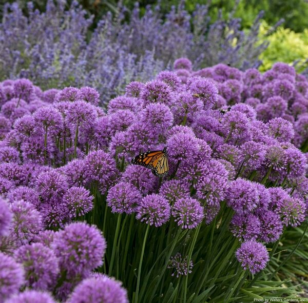 Allium - 'Serendipity' Ornamental Onion (PW) 1 gal