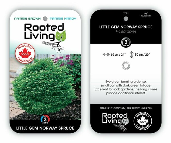 Picea abies - 'Little Gem' Spruce 2 gal
