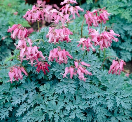Dicentra - x 'Candy Hearts'  1 gal