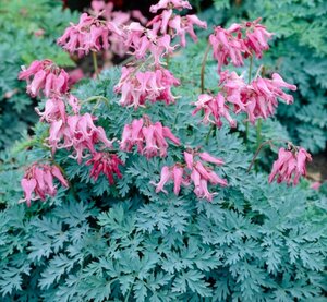 Dicentra - x 'Candy Hearts' 1 gal