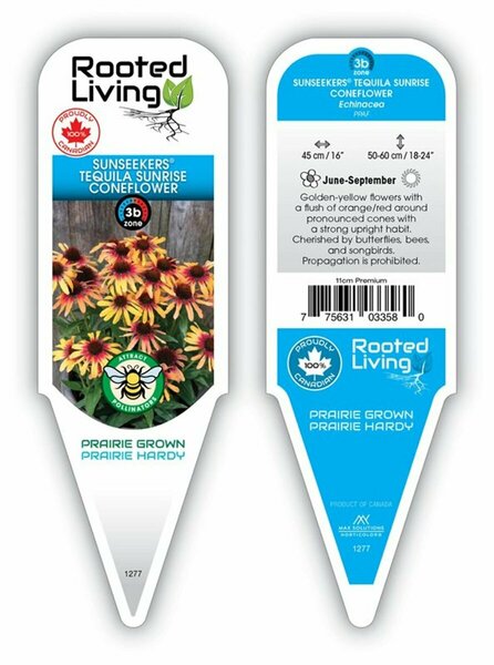 Echinacea - Sunseekers® Tequila Sunrise Coneflower 11 cm Prem (4.5")