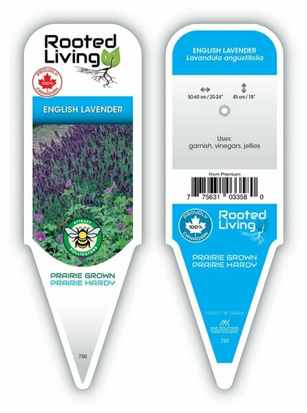 Lavandula angustifolia - English Lavender / Munstead 9 cm (3.5")