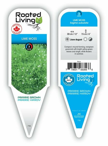 Sagina subulata - Lime Moss / Scotch Moss 9 cm (3.5")