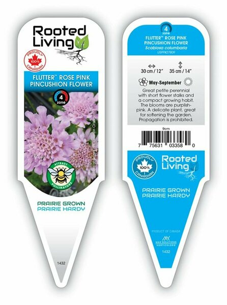 Scabiosa col. - 'Flutter™ Rose Pink' Rockfoil 11 cm Prem (4.5")