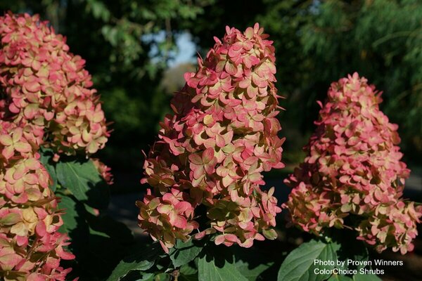Hydrangea pan. - 'Limelight Prime'® (PW) 2 gal PW