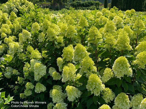 Hydrangea pan. - 'Limelight Prime'® (PW) 2 gal PW - image 2