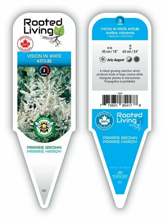 Astilbe chinensis - 'Vision in White' 1 gal - image 1