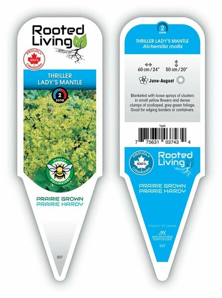 Alchemilla mollis - 'Thriller' Ladys Mantle 1 gal