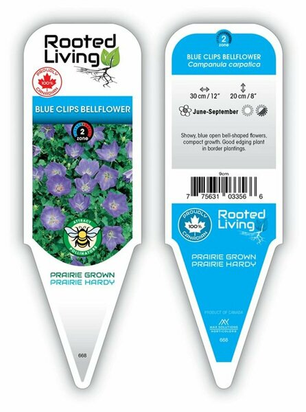 Campanula carp. - 'Blue Clips' Bellflower 1 gal