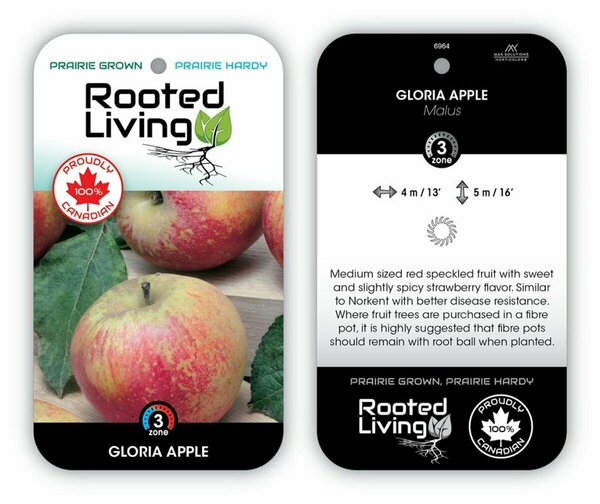 Malus - 'Gloria' Apple 5-6ft FP