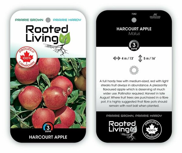 Malus - 'Harcourt' Apple 5-6ft FP