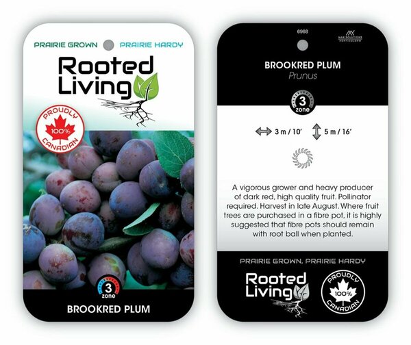 Prunus salicina - 'Brookred' Plum 5-6ft FP