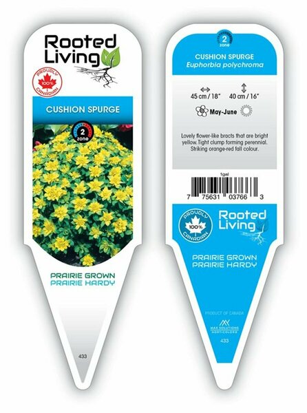 Euphorbia polychroma - Cushion Spurge 1 gal