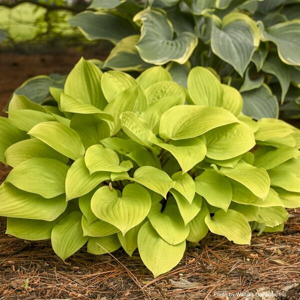 Hosta - Fire Island 1 gal