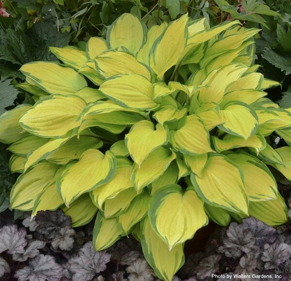 Hosta - 'Island Breeze' [Yl/Gr] 1 gal