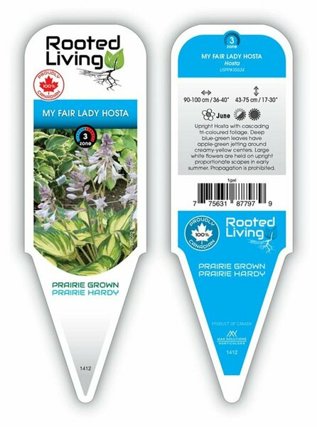 Hosta - 'My Fair Lady'  1 gal