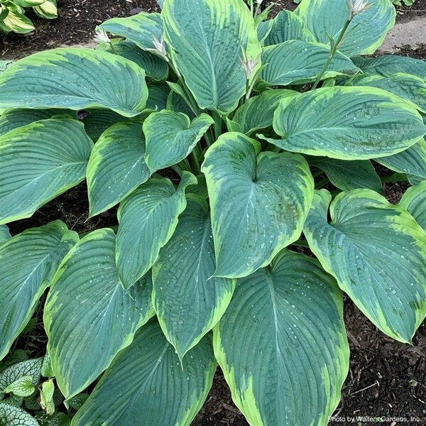 Hosta Shadowland® - 'Wu La-La' (PW)  1 gal